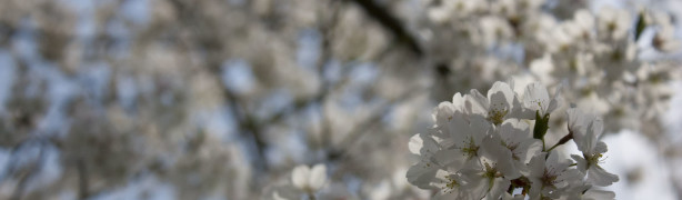 athens cherry blossoms 1